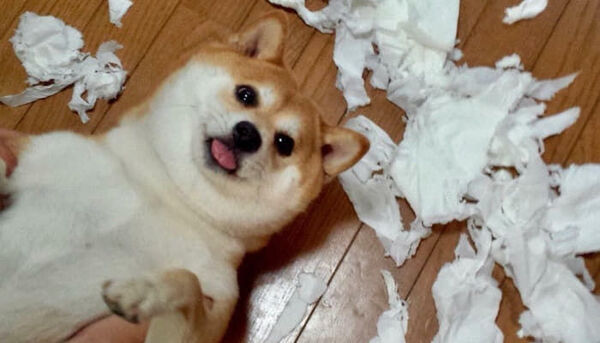 개판 시바견 휴지 난장판 해맑