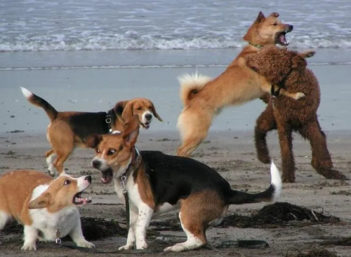 개판 해변 난장판 난리 혼란