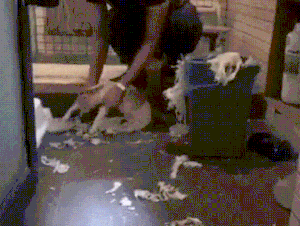 고양이 개판 청소 결자해지 청소시킴 니가 치워라