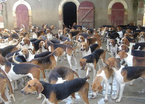 개판 우글우글 단체 난장판 지랄견 5분전