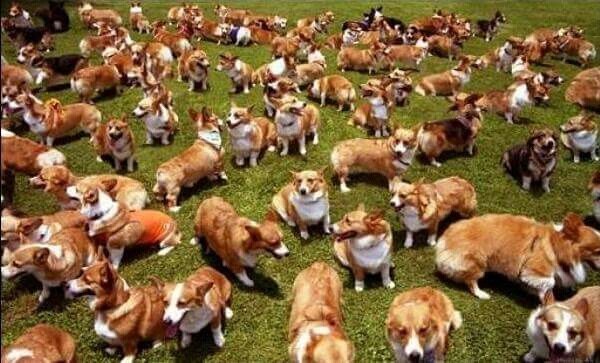 개판 웰시코기 개판5분전 단체 난장판 웰시