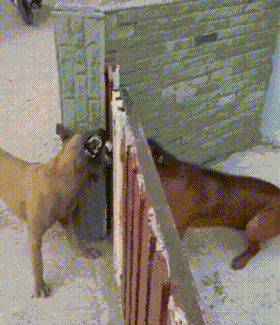 개싸움 방구석 여포 개 강아지 동물 싸우다 문열림 으르렁 갑분싸