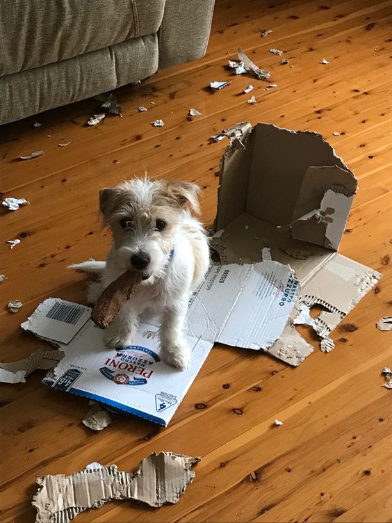 개판 난리 박스 집안 초토화 강아지 개 미친 지랄견 난장판