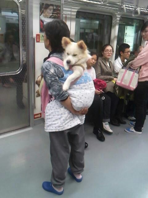 지하철 강아지 어부바 아기처럼 업고 가는 아줌마 포대기 개판