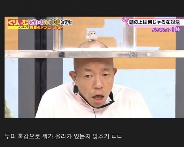 탈모갤 영구차단짤 대머리 탈모 영구 차단 짤방 두피 촉감으로 맞추는 예능 일본