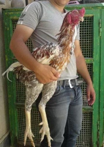 키아아아아 닭 브라질닭 닭집 남자 공룡 