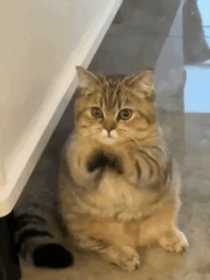 주세요 냥이 고양이 심쿵 귀여움