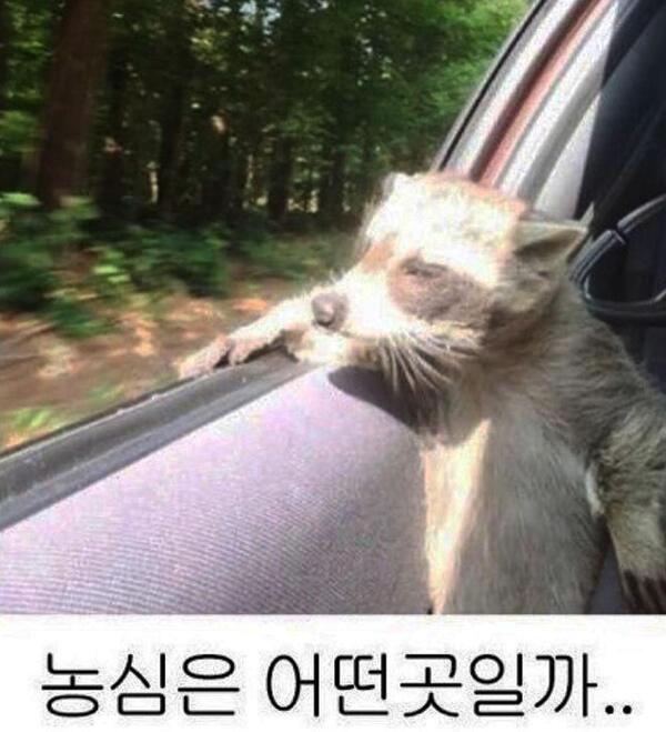 농심은 어떤곳일까 농심 너구리