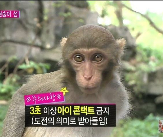 눈깔아 3초 이상 아이 콘택트 금지 도전의 의미로 받아들임  원숭이 아이컨텍 싸우자