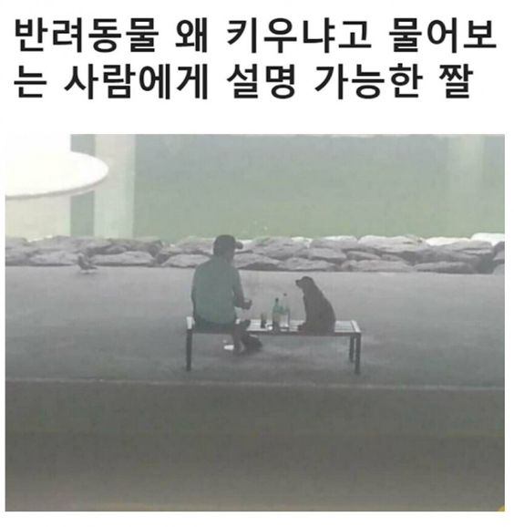 반려동물 왜 키우냐고 물어보는 사람들에게 설명 가능한 짤