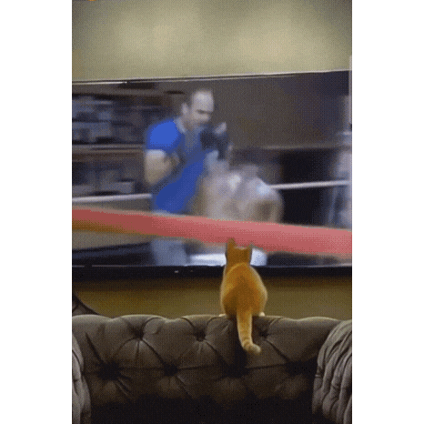 티비로배운복싱 고양이 복싱  TV 티비로 배운 냥이