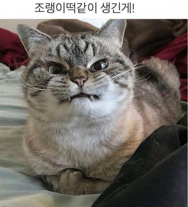 빡침 조랭이 떡같이 생긴게 화난 고양이