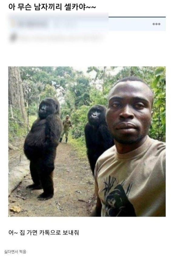 셀카 남자끼리 사진 고릴라 아프리카 카톡