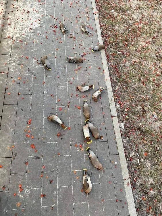 만취 버드 새들 숙성 딸기 먹은 새들 최후 취함 술취함 꿀잠