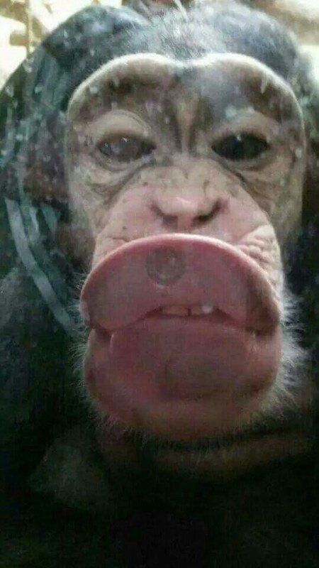 침팬지 원숭이 입술 키스 주둥이 유리벽 