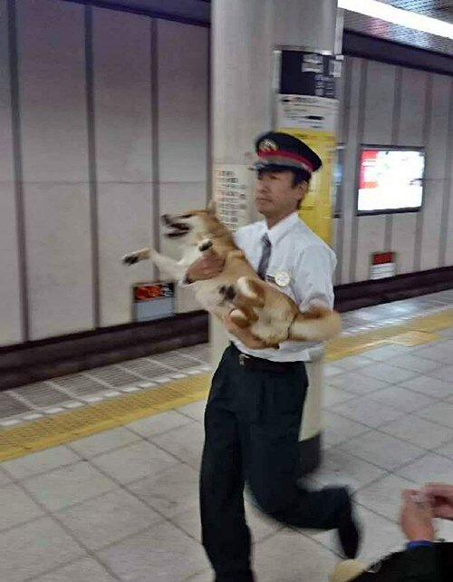 검거된 시바견 잡혀가는 시바견 지하철 검거