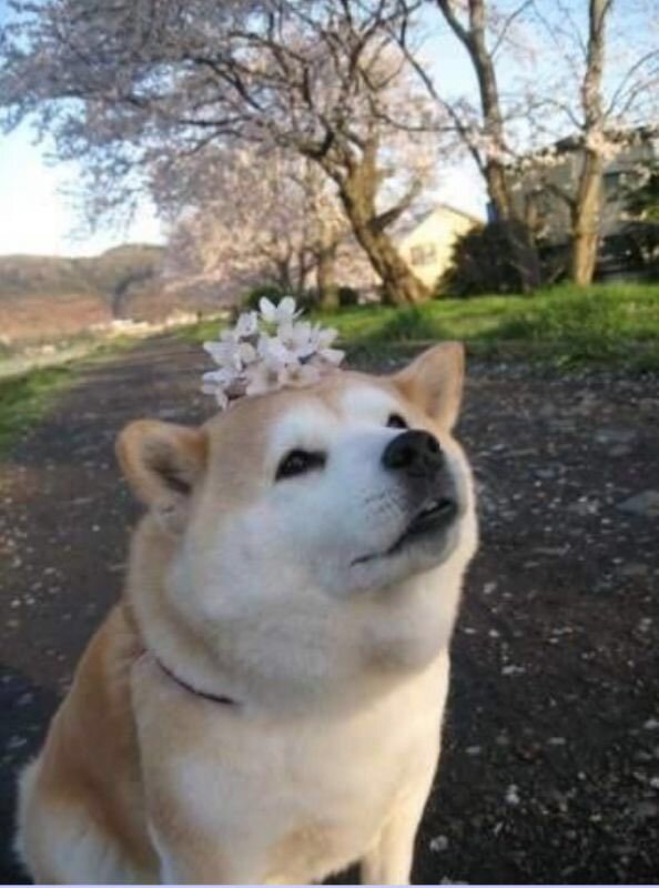 꽃시바 머리에 꽃꽂은 시바견