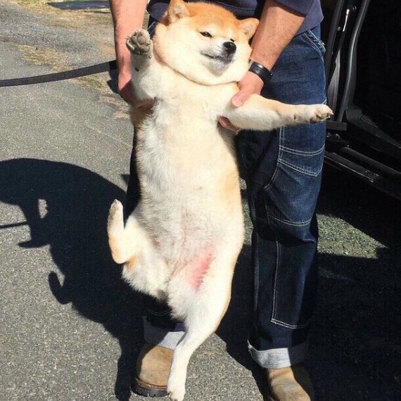 끌려가는 시바견