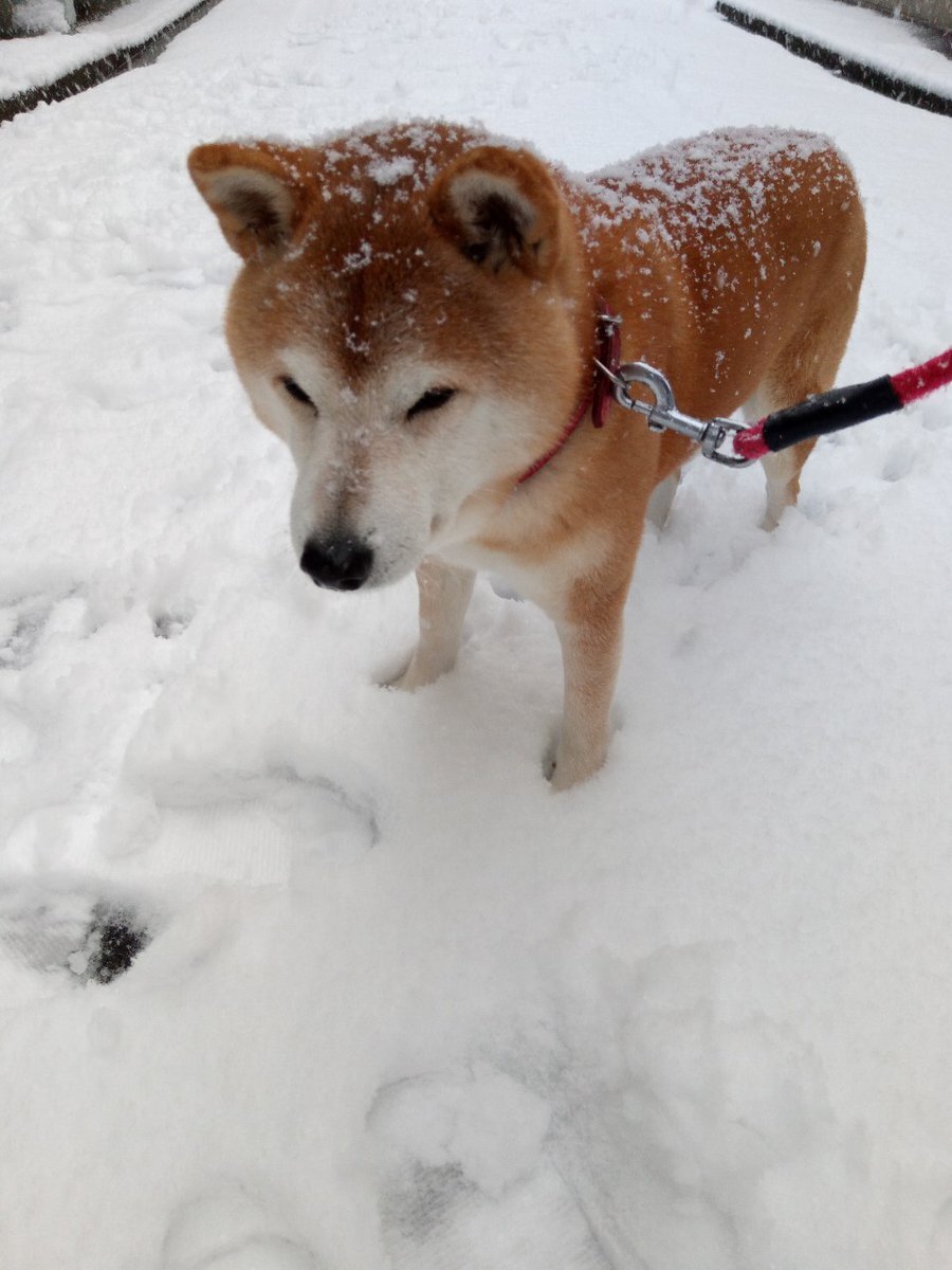 눈밭에간 시바견