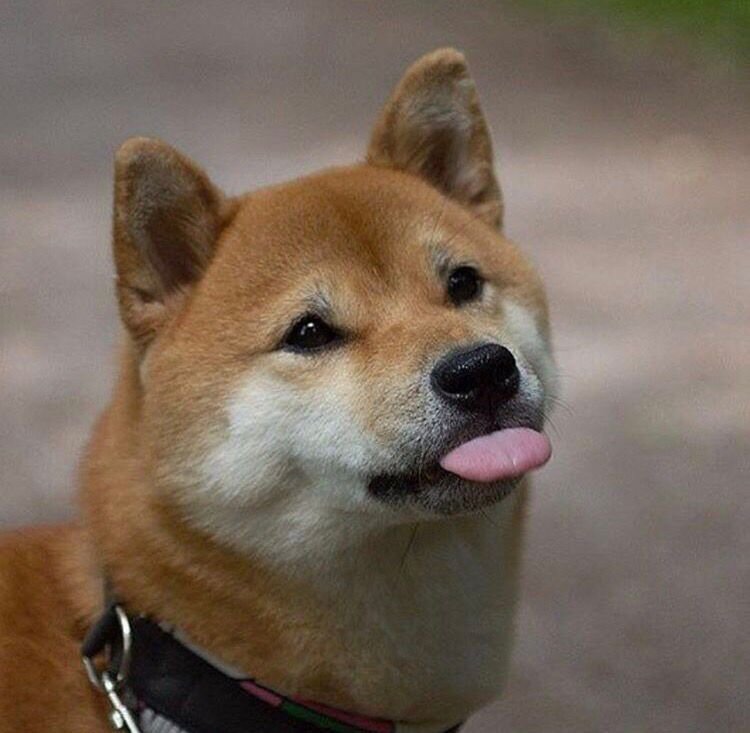 메롱 하는 시바견