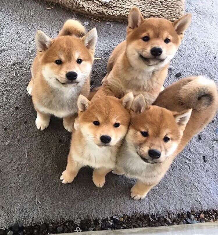 시바견 귀여운 새끼들