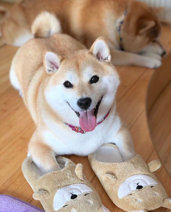 시바견 신발 신은 시바견