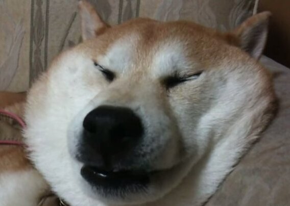 시바견 짜부된 얼굴 표정