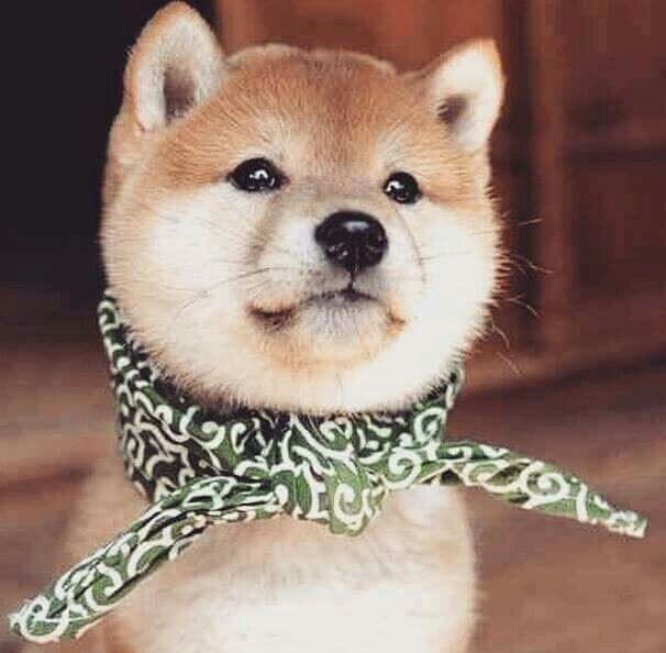 아련시바 시바견 아련한 아련