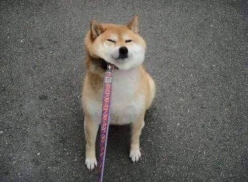 집에가기 싫다는 표정의 시바견 땡기지 마라 놔라