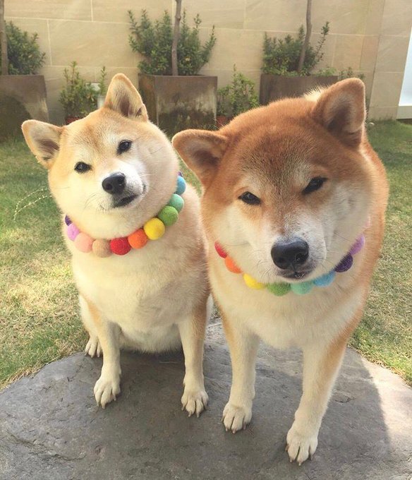 친구랑 꽃단장한 시바견