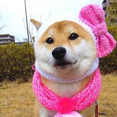 핑크리본 시바견