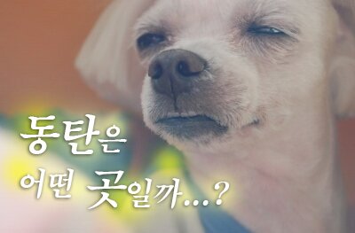 동탄은 어떤 곳일까.. 아련한 강아지 표정