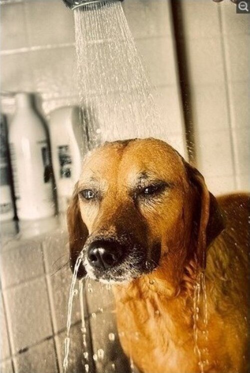 개허세 강아지 표정 샤워