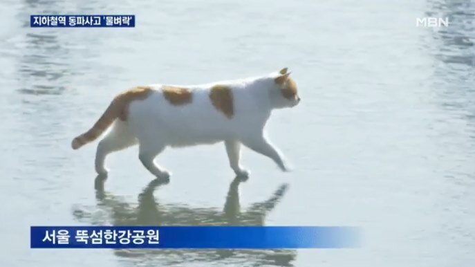 뉴스 원본 꽁꽁 얼어붙은 한강 위로 고양이가 걸어다닙니다