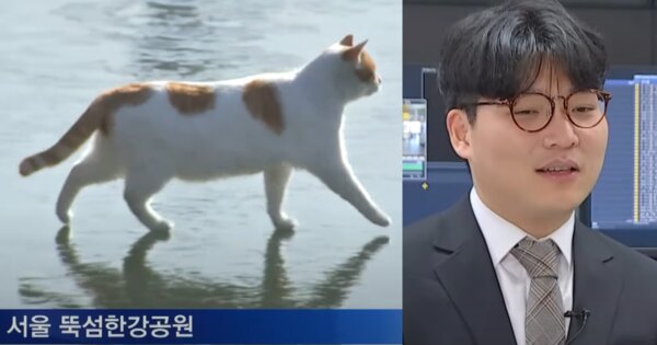 한강 고양이 뉴스 기자