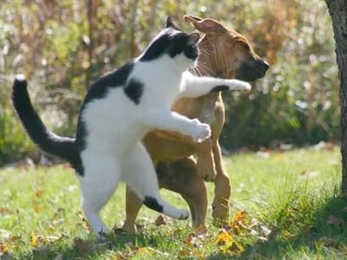 강아지에게 펀치 날리는 고양이 냥아치