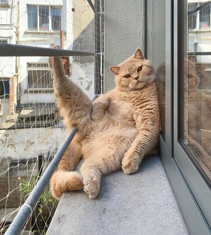 말년 병장 자세로 집사반기는 냥아치