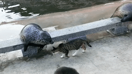 물개도 예외는 아님 냥펀치 한방 날리는 냥아치