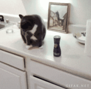 높은 곳에서 물건 떨어뜨리고 구경하는 냥아치