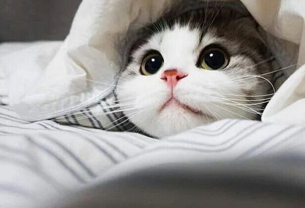 고양이 냥이 귀여운 냥펀치 냥아치 동물