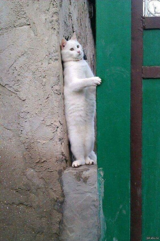 고양이 냥이 귀여운 냥펀치 냥아치 동물