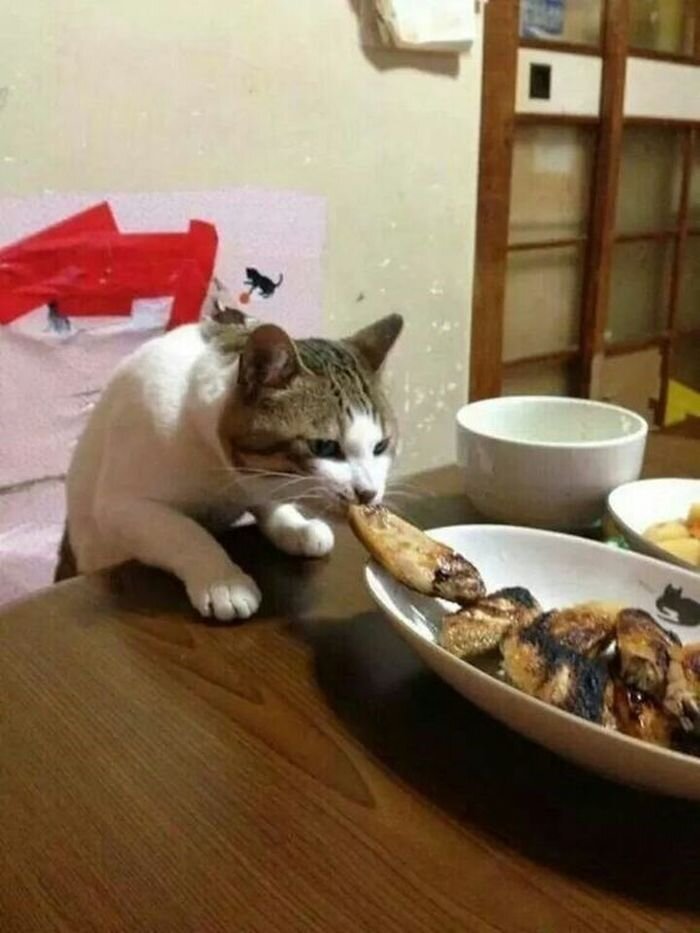 고양이 냥이 귀여운 냥펀치 냥아치 동물