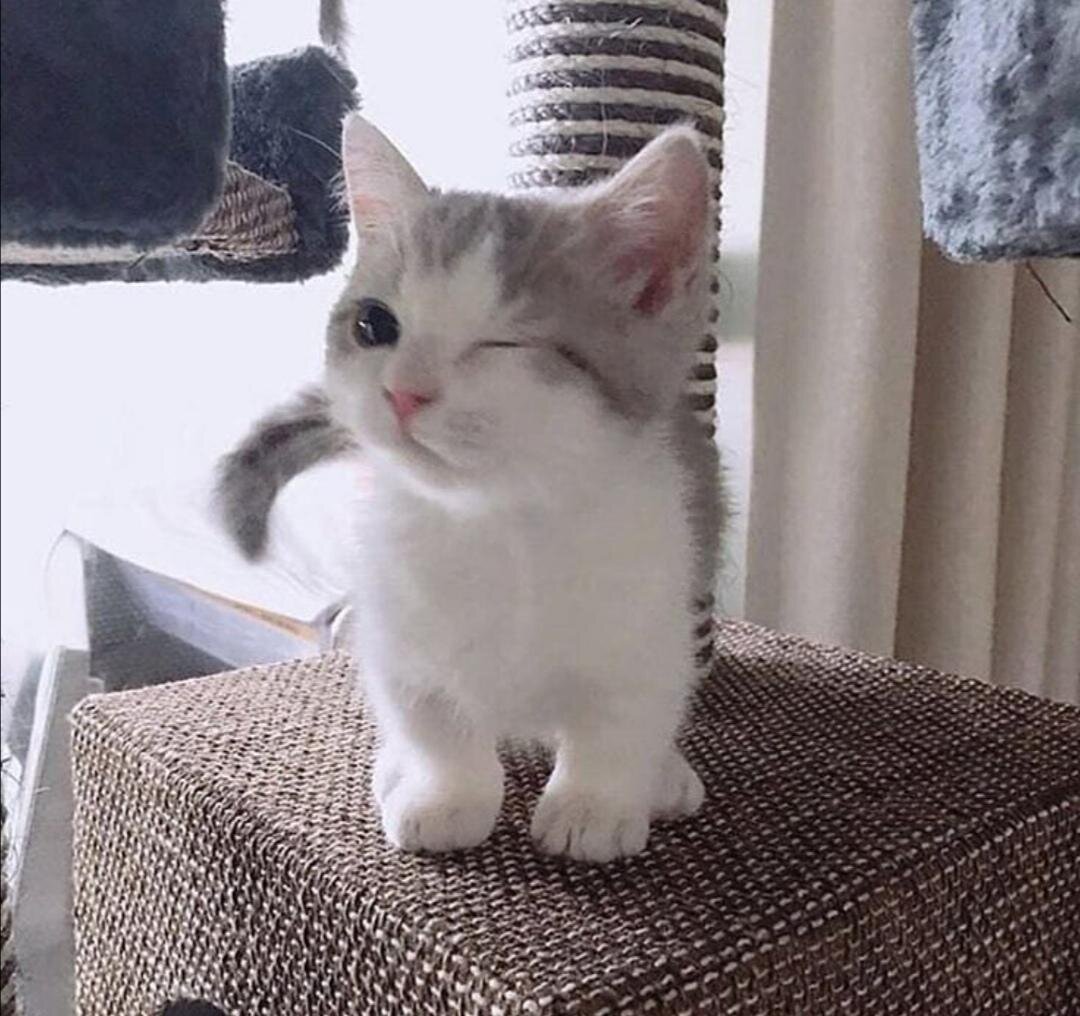 고양이 냥이 귀여운 냥펀치 냥아치 동물