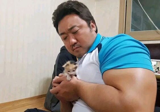마동석 새끼 고양이 냥이 작은 귀여운