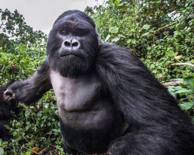 키 2m 몸무게 180kg 고릴라에게 처맞기직전 찍은사진