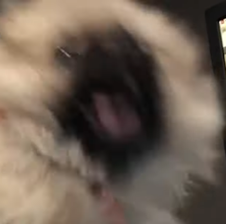 개난리 난리부르스 깨갱 멍멍이 호들갑