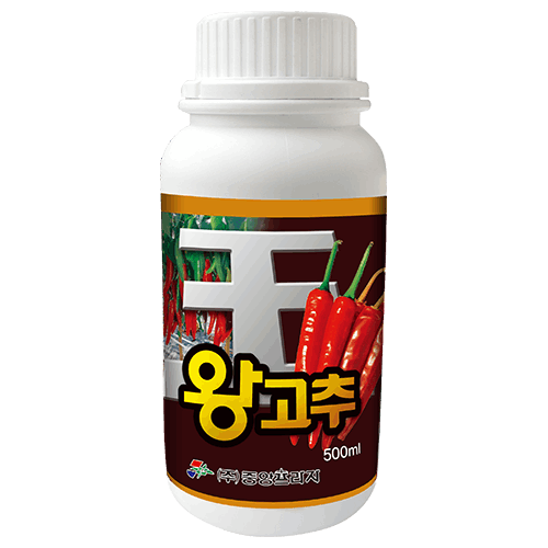 왕고추 고추왕 꼬추