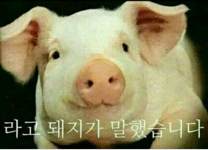 라고 돼지가 말했습니다 돼지