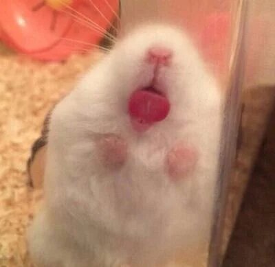 핥짝핥짝 핥짝 혓바닥 낼름 햄스터