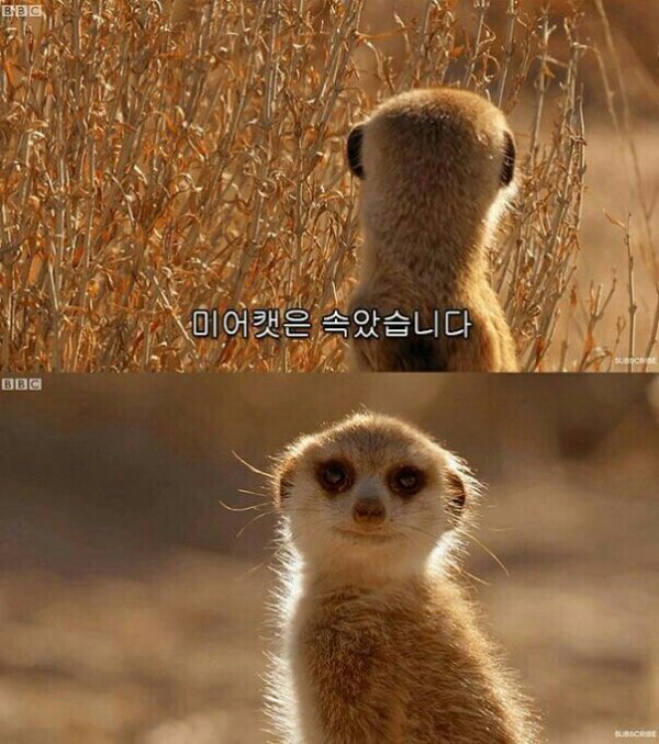 미어캣은 속았습니다 미어캣 속음 속았다